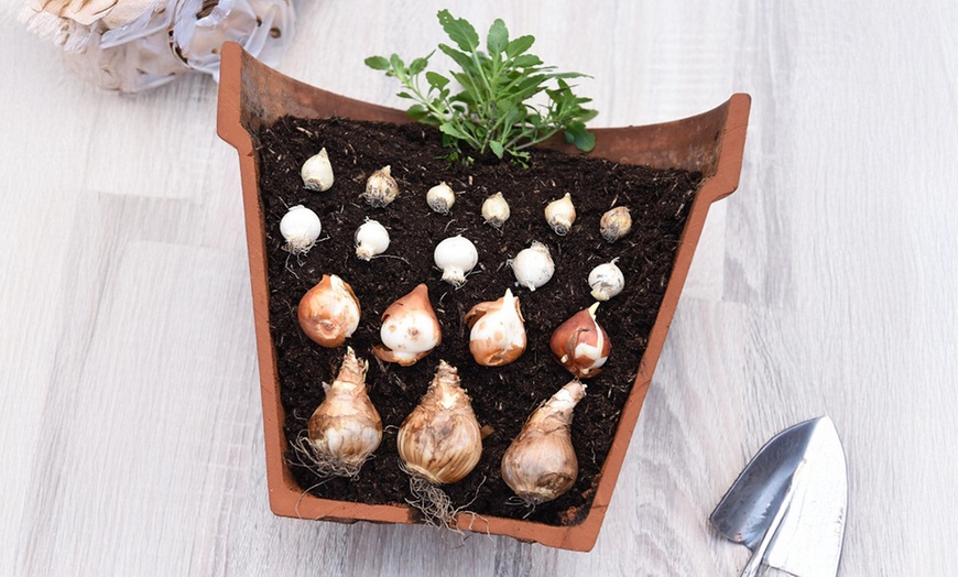 Image 12: Spring Lasagne Bulb Collection 75 Bulbs + Optional Patio Pot & Compost