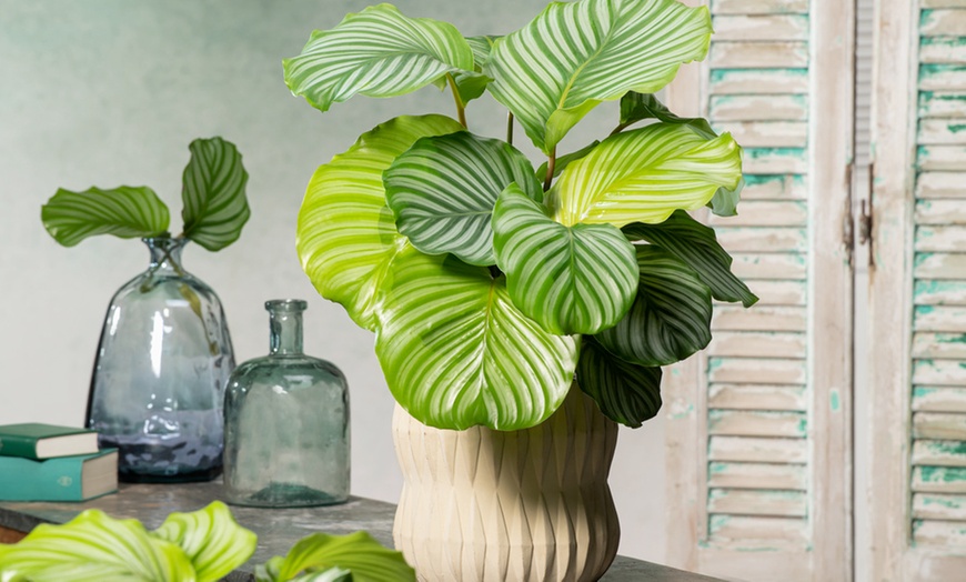 Image 2: Plante "Calathea"