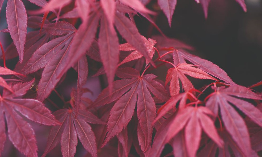 Image 3: Mixed Japanese Acer Palmatum Potted Plants