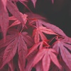 Image 3: Mixed Japanese Acer Palmatum Potted Plants