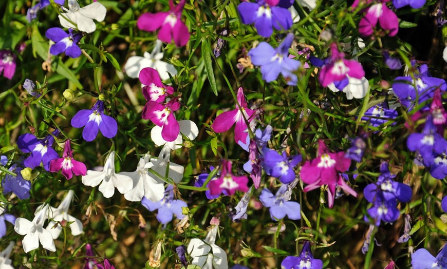 Image 2: 10 or 20 Lobelia Trail Away Mix Plants