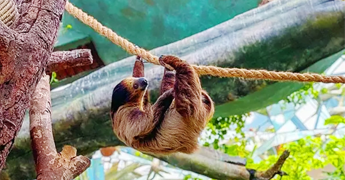 Skip The Line At The Green Planet Dubai: Tropical Rainforest Adventure Skip The Line At The Green Planet Dubai: Tropical Rainforest Adventure
