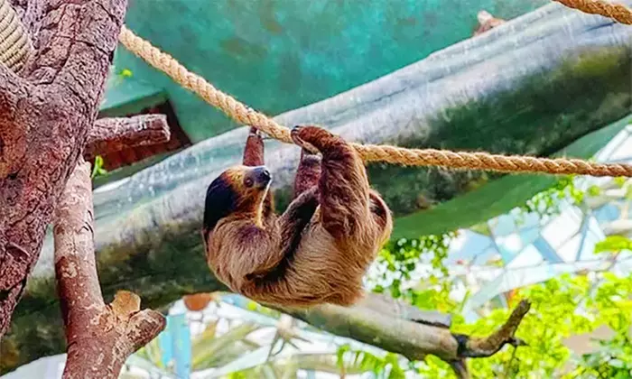 Skip the Line at The Green Planet Dubai: Tropical Rainforest Adventure