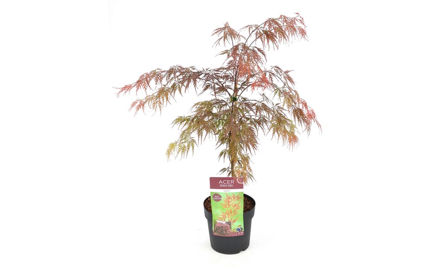 Image 5: Acer Palmatum Garnet