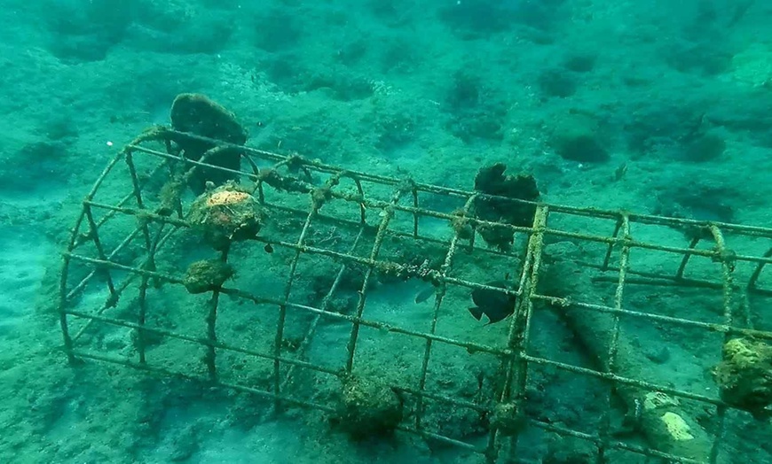 Image 5: Guided Snorkeling Adventure in Fort Lauderdale’s Crystal-Clear Waters