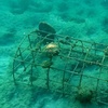 Image 5: Guided Snorkeling Adventure in Fort Lauderdale’s Crystal-Clear Waters