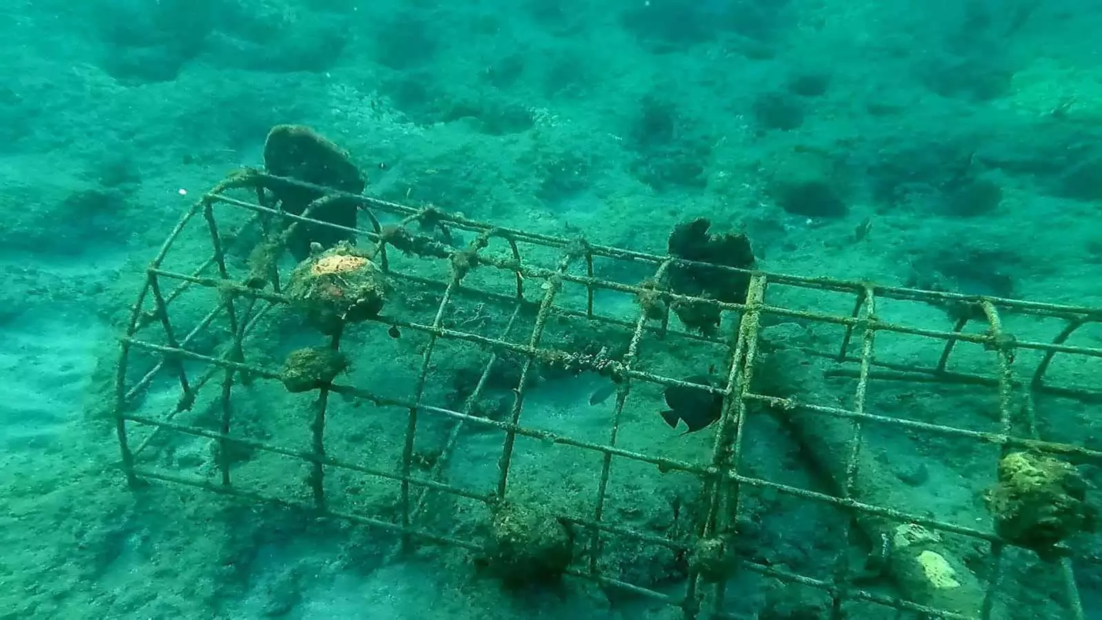 Guided Snorkeling Adventure in Fort Lauderdale’s Crystal-Clear Waters