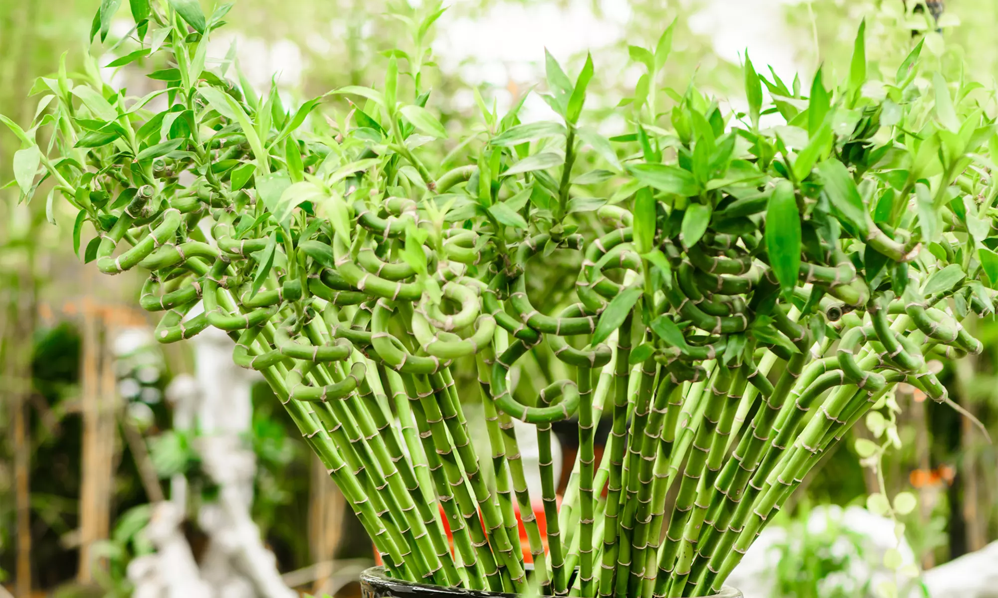 6 ou 12 plantes de bambou porte-bonheur