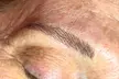 Permanent Brow Hair Stroke/Powder Tattoo Session | Lips Blush | Eyeliner Top at Woman lab (Up to 39% Off) - Second Medium