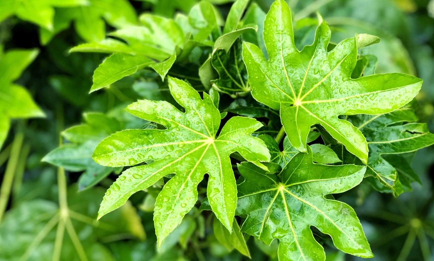 Image 3: Fatsia Japonica Castor Oil Plant