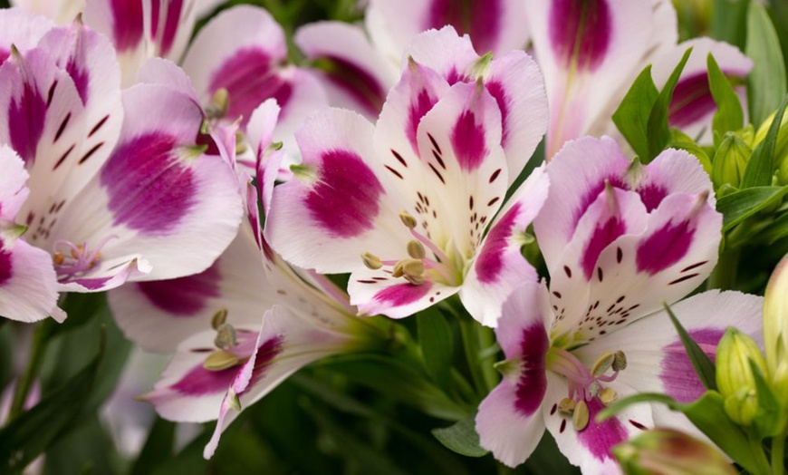 Image 12: Summer Flowering Alstroemeria Collections