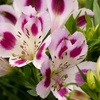 Image 12: Summer Flowering Alstroemeria Collections