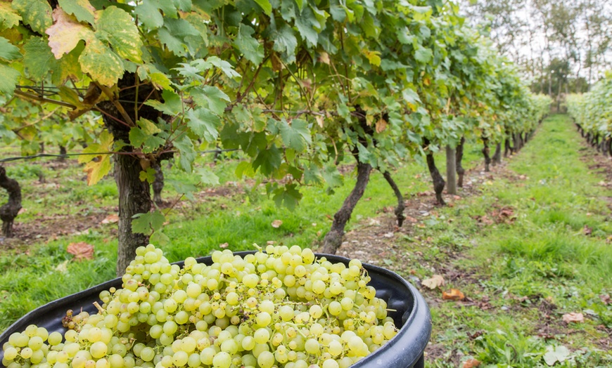 Image 13: Vineyard Tour for Two