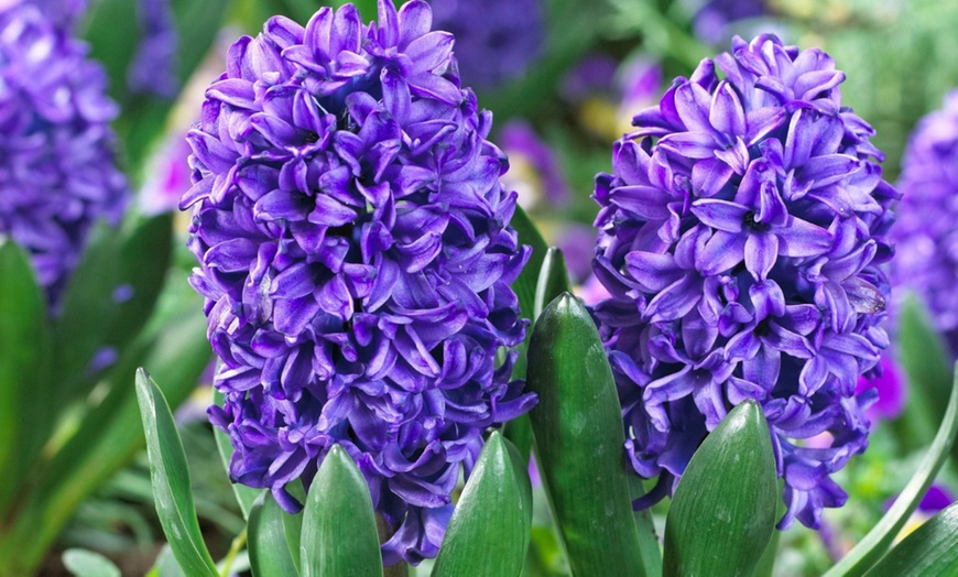 Image 1: Bis zu 40x Hyazinthen-Blumenzwiebel-Mischung
