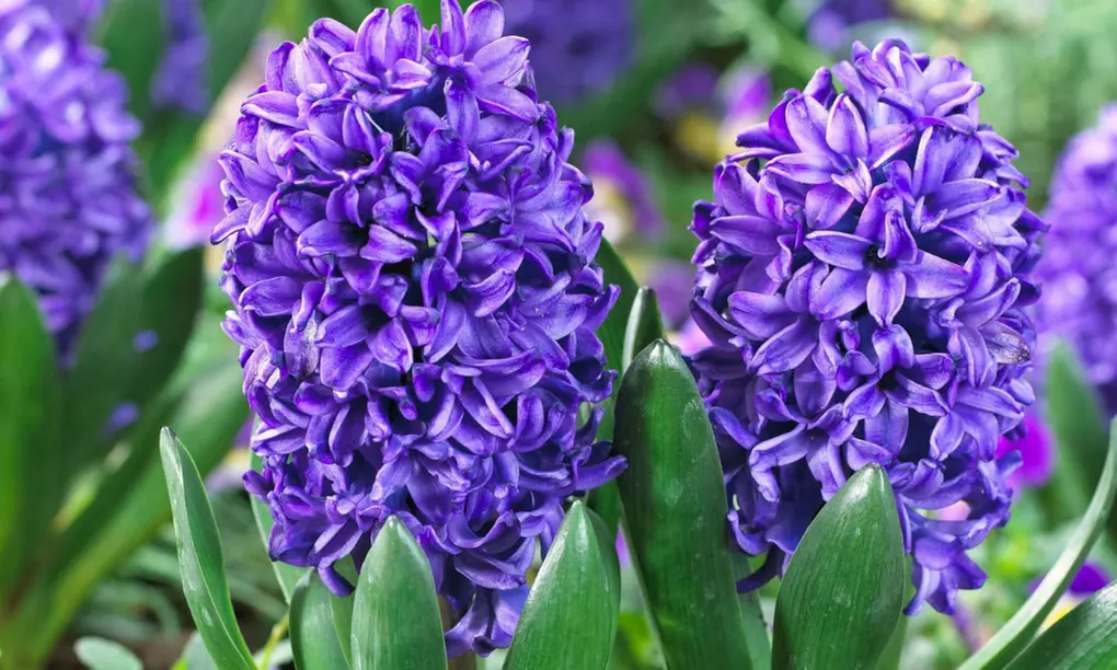 Bis zu 40x Hyazinthen-Blumenzwiebeln, Blumenzwiebel-Mischung nach Wahl - Primary Image