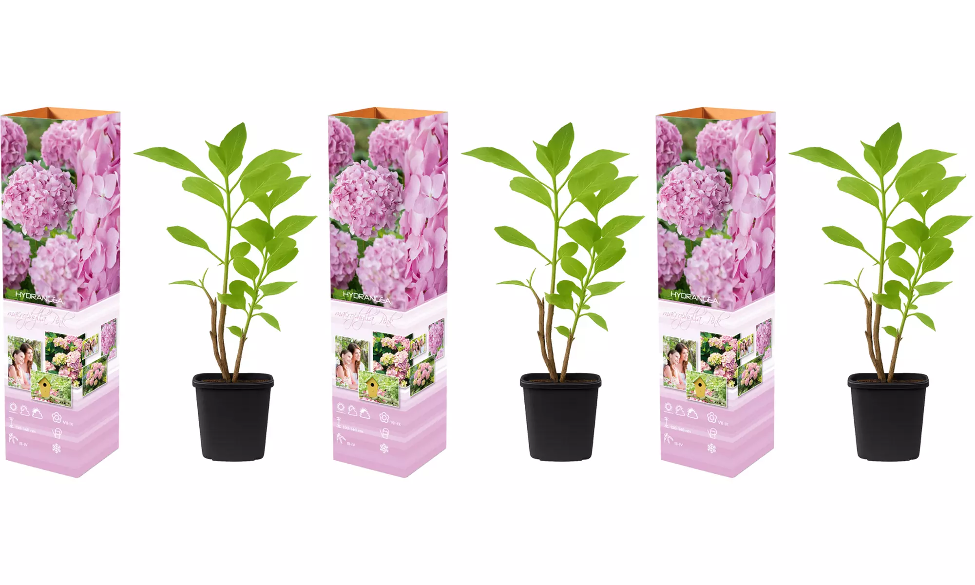3er- oder 6er-Set Hortensien