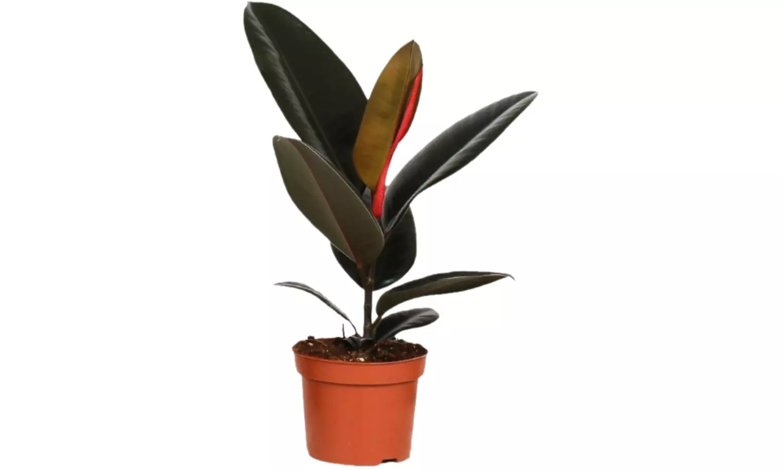 Collection exclusive de 5 plantes d'intérieur