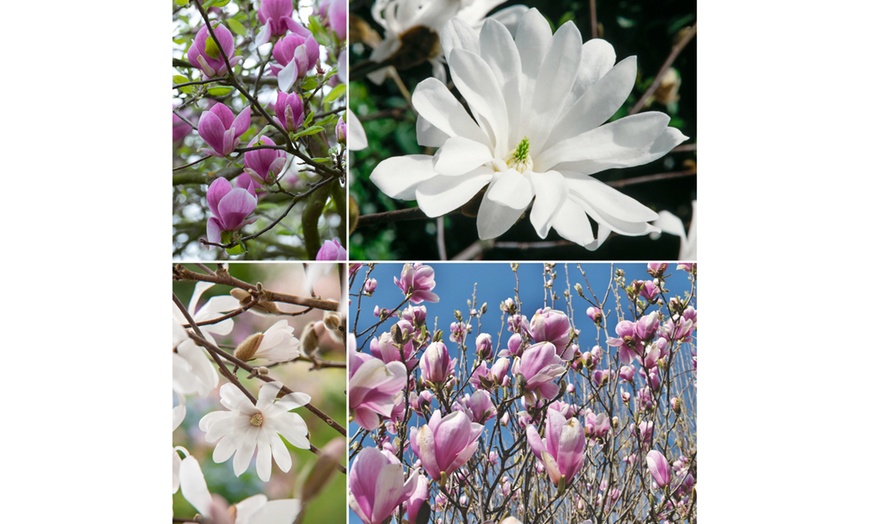 Image 2: Lot de 3 ou 6 Magnolia de la marque 
