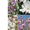 Image 2: Lot de 3 ou 6 Magnolia de la marque 
