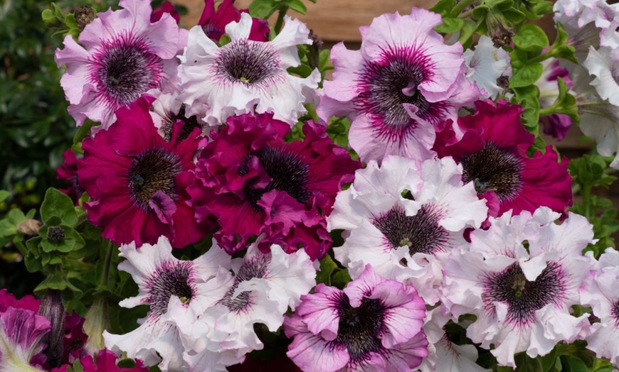 Image 3: Up to 48 Petunia 'Superbissima Triumph Mix' Plants