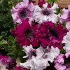 Image 3: Up to 48 Petunia 'Superbissima Triumph Mix' Plants