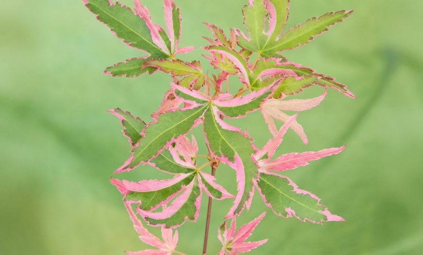 Image 2: YouGarden Acer Palmatum 'Taylor' Tree with Variegated Leaves