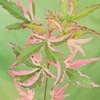 Image 2: YouGarden Acer Palmatum 'Taylor' Tree with Variegated Leaves