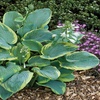 Image 3: Mixed Hardy Hosta Collection