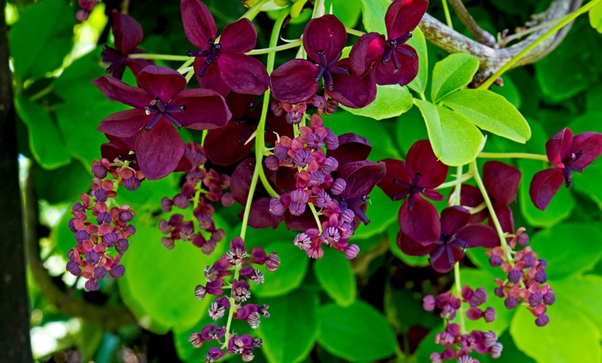 Image 1: Akebia Quinata Chocolate Vine