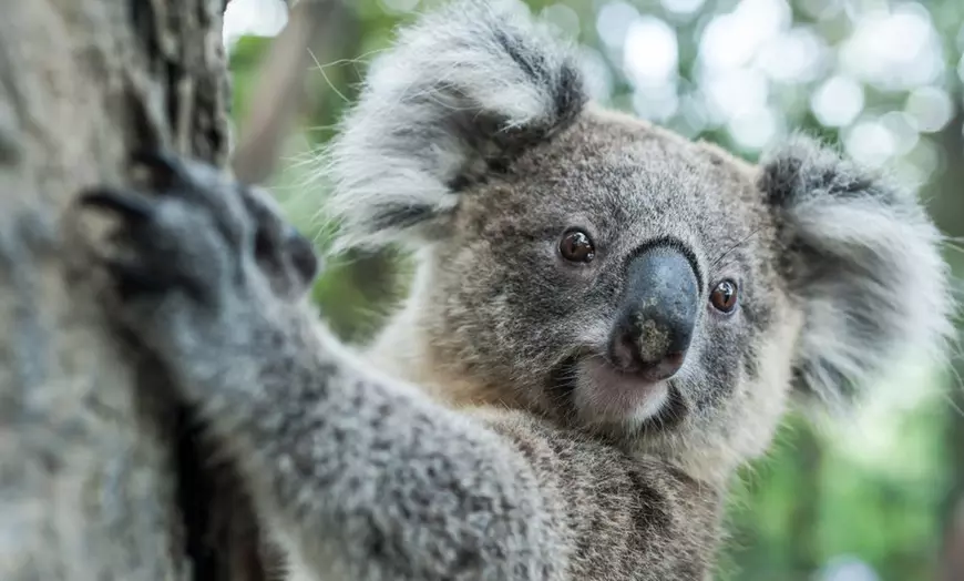 Image 1: Explore Australian Wildlife with One Child, Adult or Family Pass