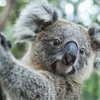 Image 1: Explore Australian Wildlife with One Child, Adult or Family Pass