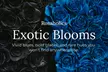 Rare. Elegant. Bold. Black Roses from Rosaholics Are The Ultimate Surprise Up to 71% Off. - Second Medium