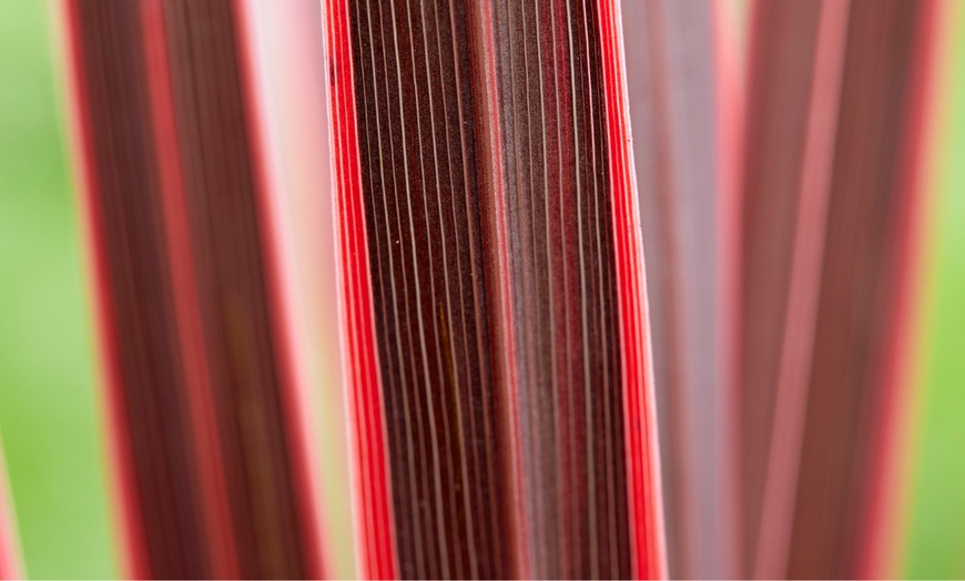 Image 2: Cordyline 'Charlie Boy' Burgundy and Apricot Leaves