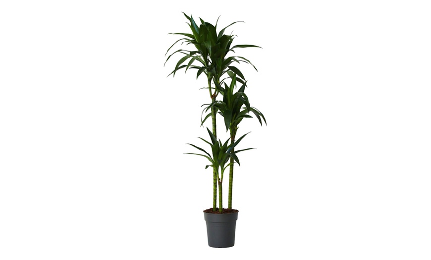 Image 2: Plante Dracaena Janet Craig