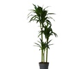 Image 2: Plante Dracaena Janet Craig