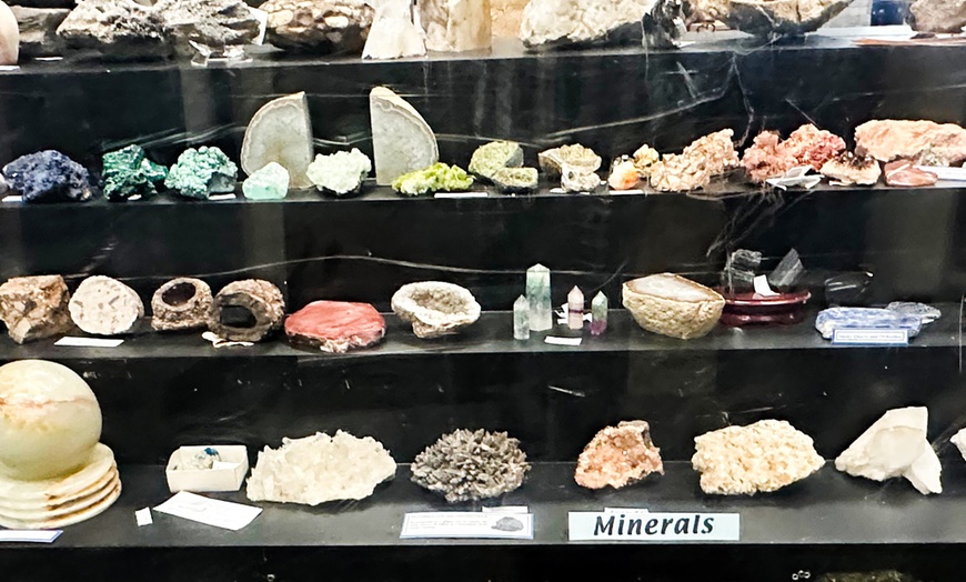 Image 4: Pre-Columbian Artifacts & Dinosaur Bones – New Port Richey
