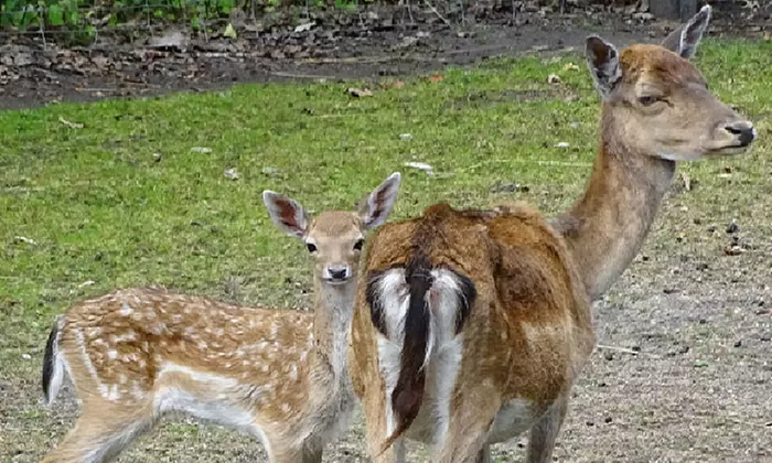 Tageskarte oder Familienkarte für den Tierpark Weißwasser