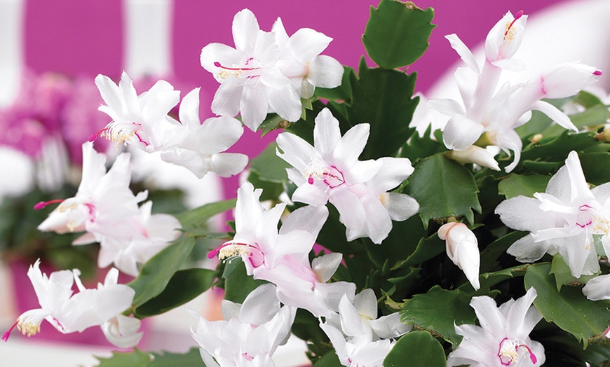 Image 2: Christmas Cactus ‘Salvado’ White Houseplant
