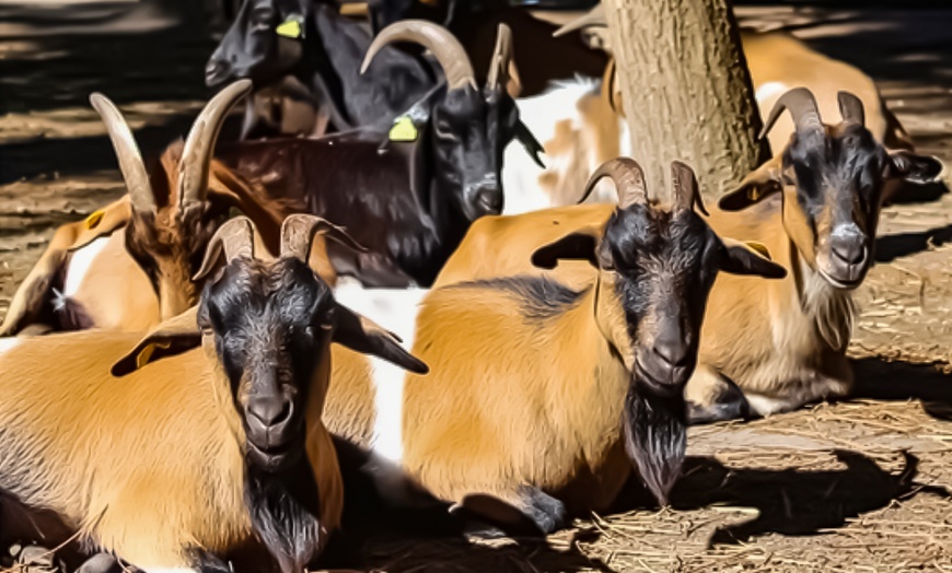Image 6: Parc familial dédié à la protection des animaux