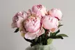 Mixed Fragrant Garden Peony Plants - Second Medium