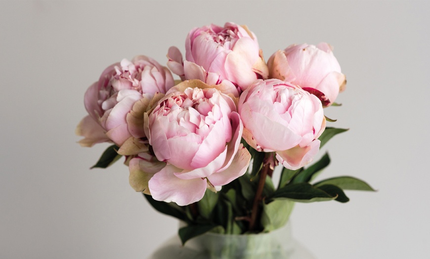 Image 7: Mixed Fragrant Garden Peony Plants