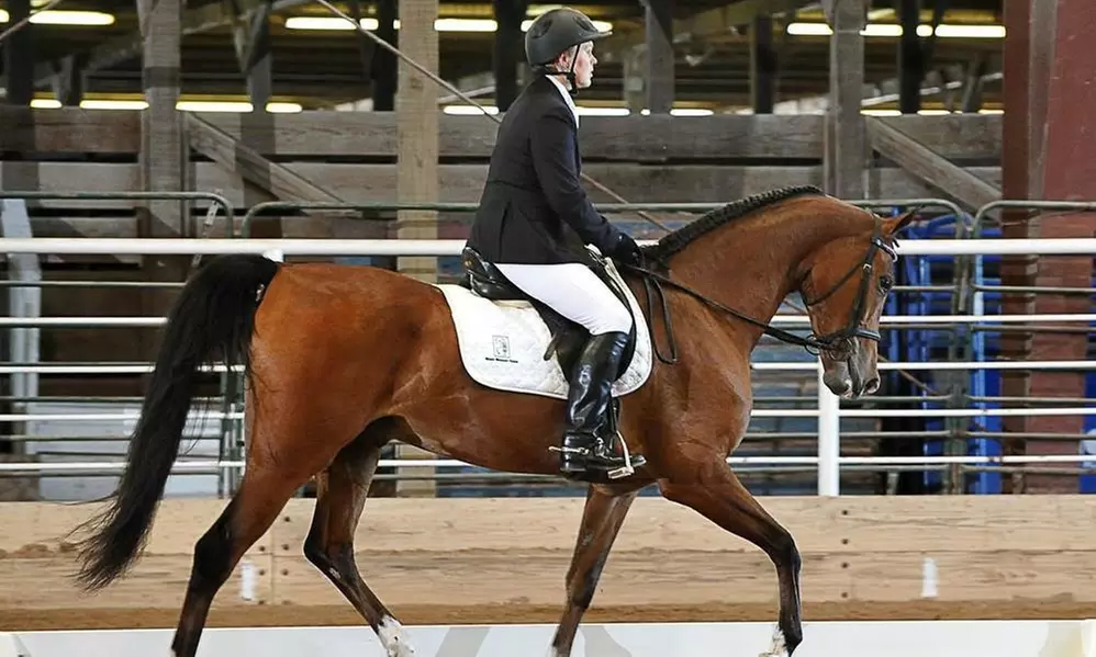 Horseback Riding Lessons at Magic Moments Stable (Up to 36% Off)  - Primary Image