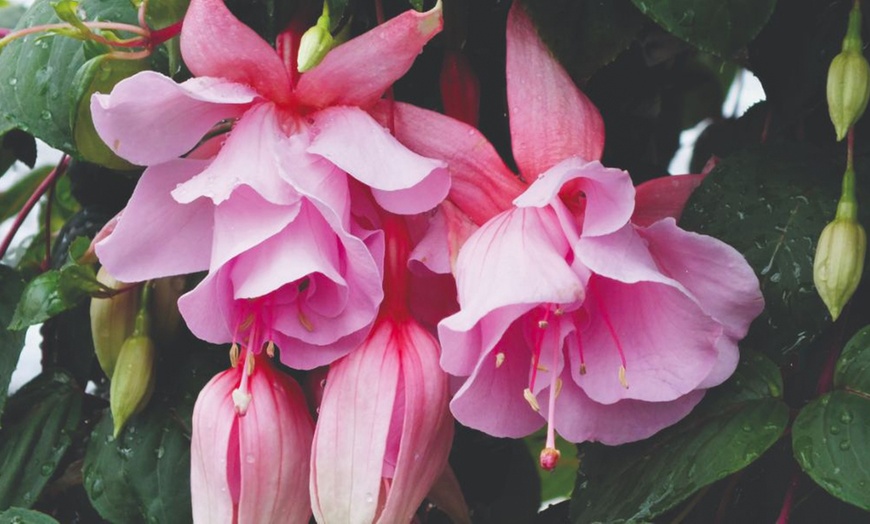 Image 7: Up to 20 Mixed Summer-Flowering Fuchsia Plants