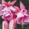 Image 7: Up to 20 Mixed Summer-Flowering Fuchsia Plants