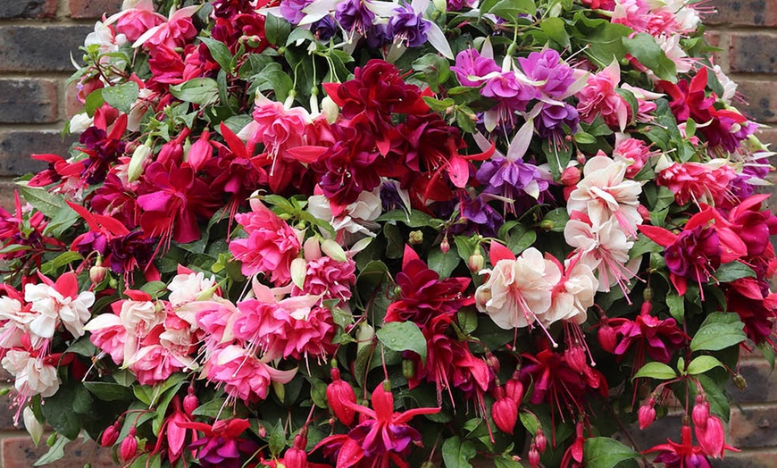 Image 2: YouGarden American Fuchsia Collection 