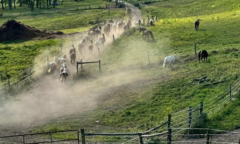 Horseback Riding Adventures on Scenic Trails