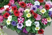 30 or 60 Petunia Easy Wave Mixed Plants - Second Medium