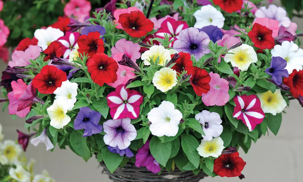30 or 60 Petunia Easy Wave Mixed Plants