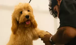 Basic & Full Grooming for Cats and Dogs, First or Full Vaccine Package at Provetex Veterinary Clinic, 50% Off