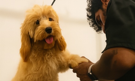 Cat or Small Dog Basic Grooming - Provetex Veterinary Clinic